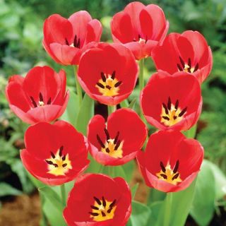 Red Van Eijk Tulip Thumbnail